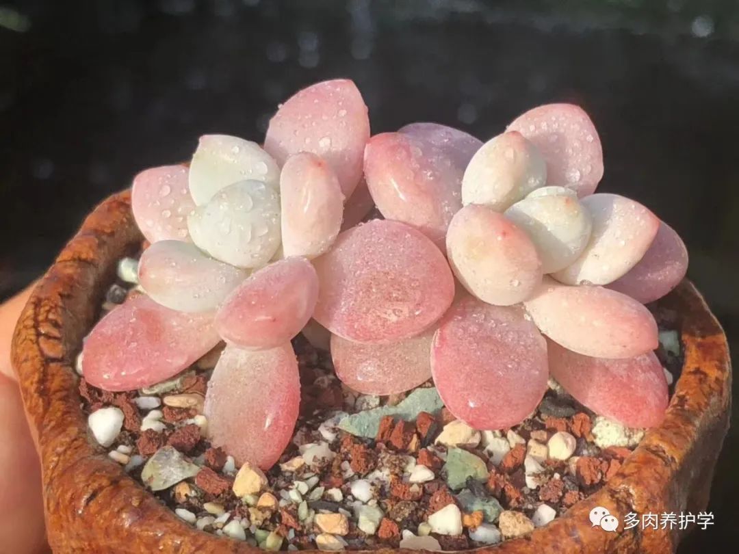 多肉洛神的養殖方法和注意事項_多肉洛神好養嗎_洛神多肉用什么盆