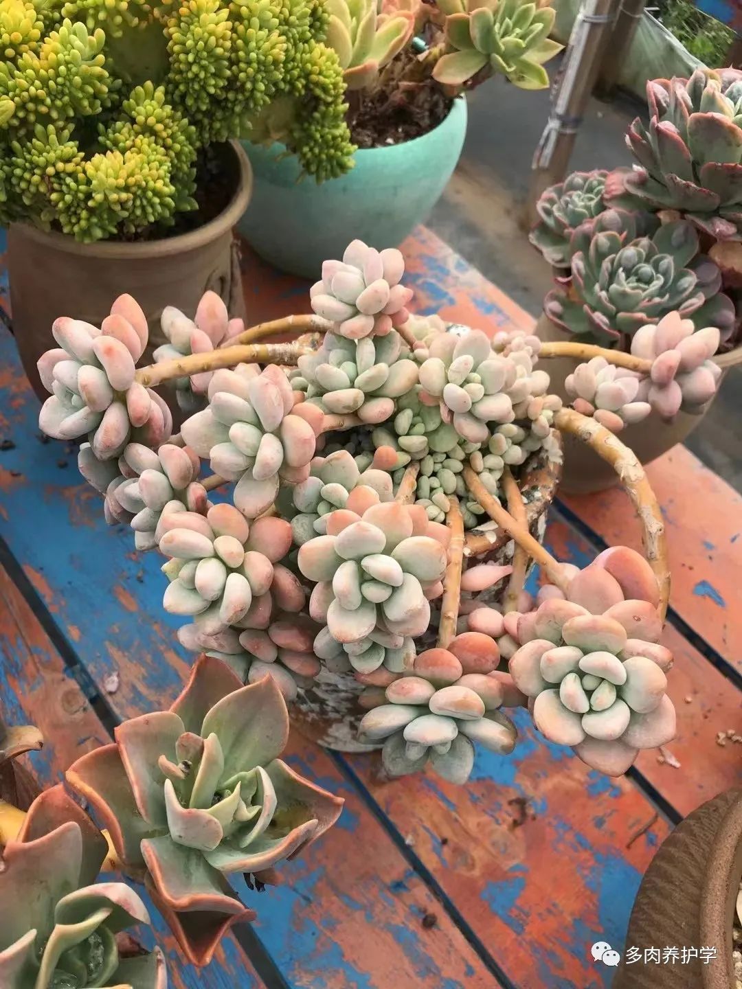 洛神多肉用什么盆_多肉洛神好養嗎_多肉洛神的養殖方法和注意事項