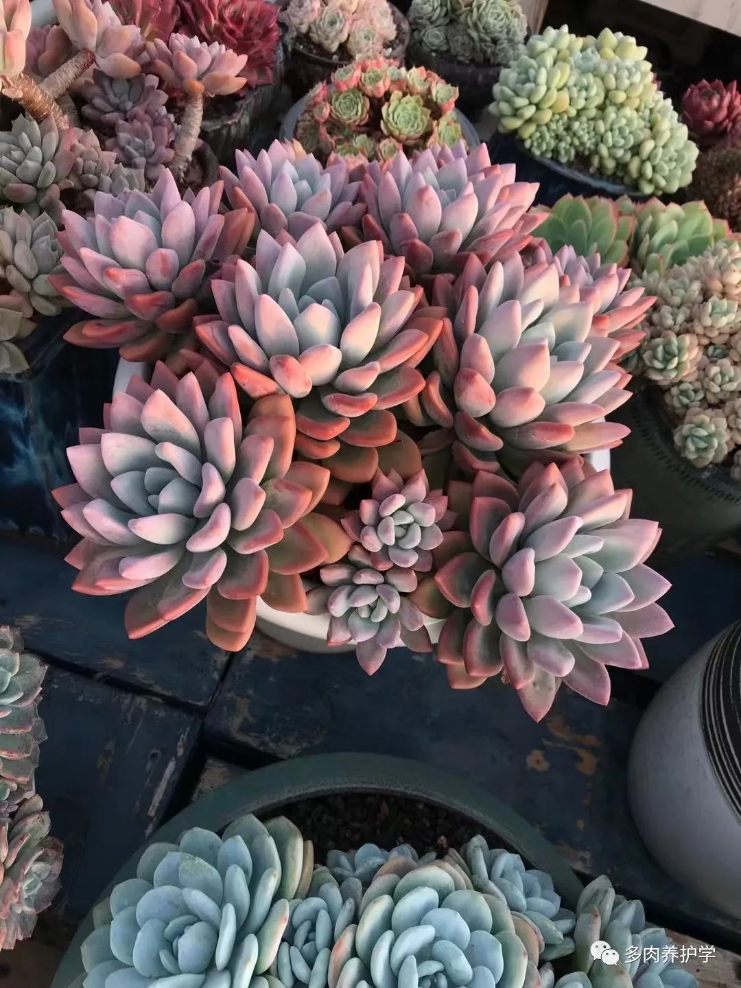 洛神多肉用什么盆_多肉洛神的養殖方法和注意事項_多肉洛神好養嗎