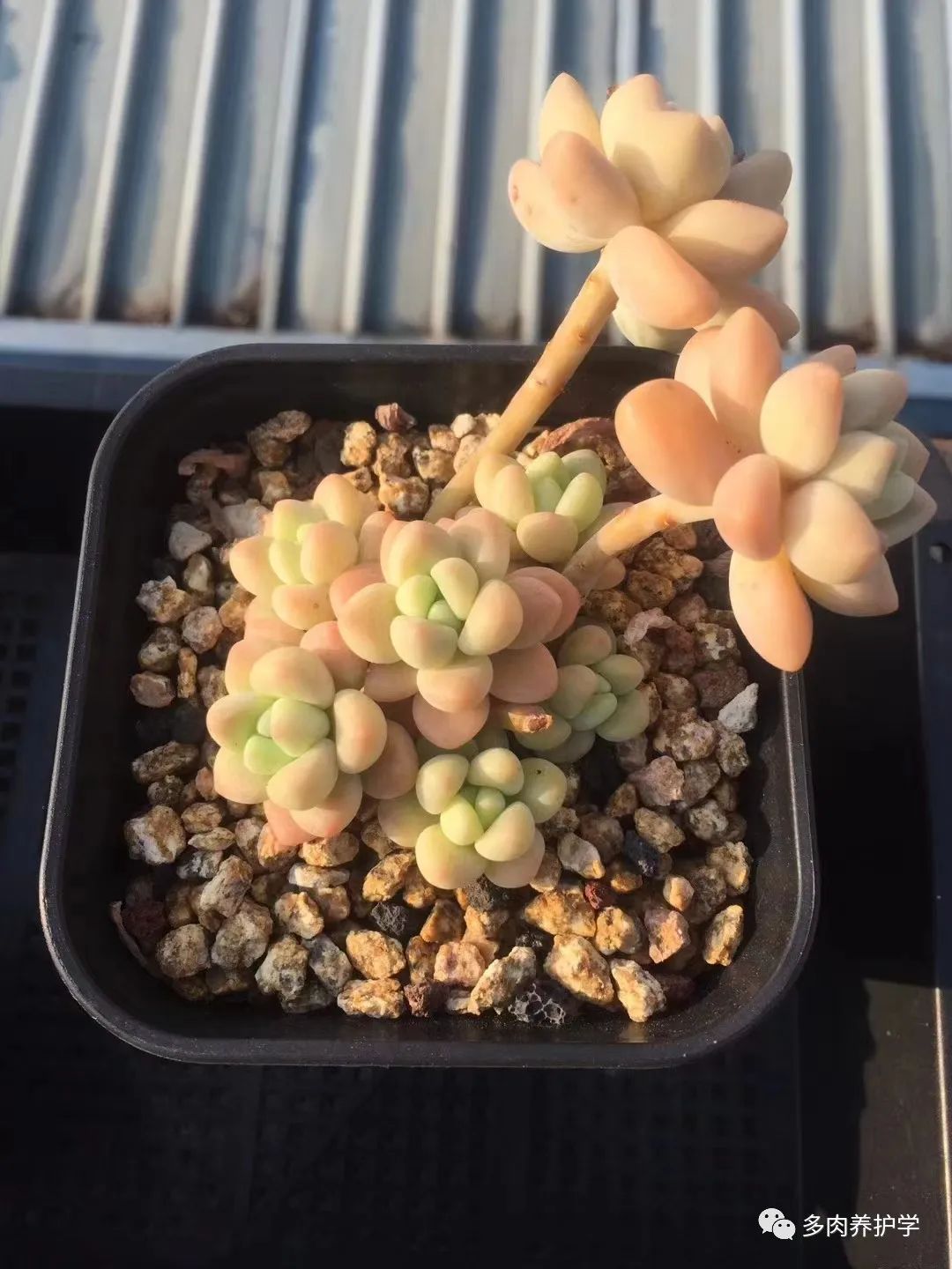 洛神多肉用什么盆_多肉洛神好養嗎_多肉洛神的養殖方法和注意事項