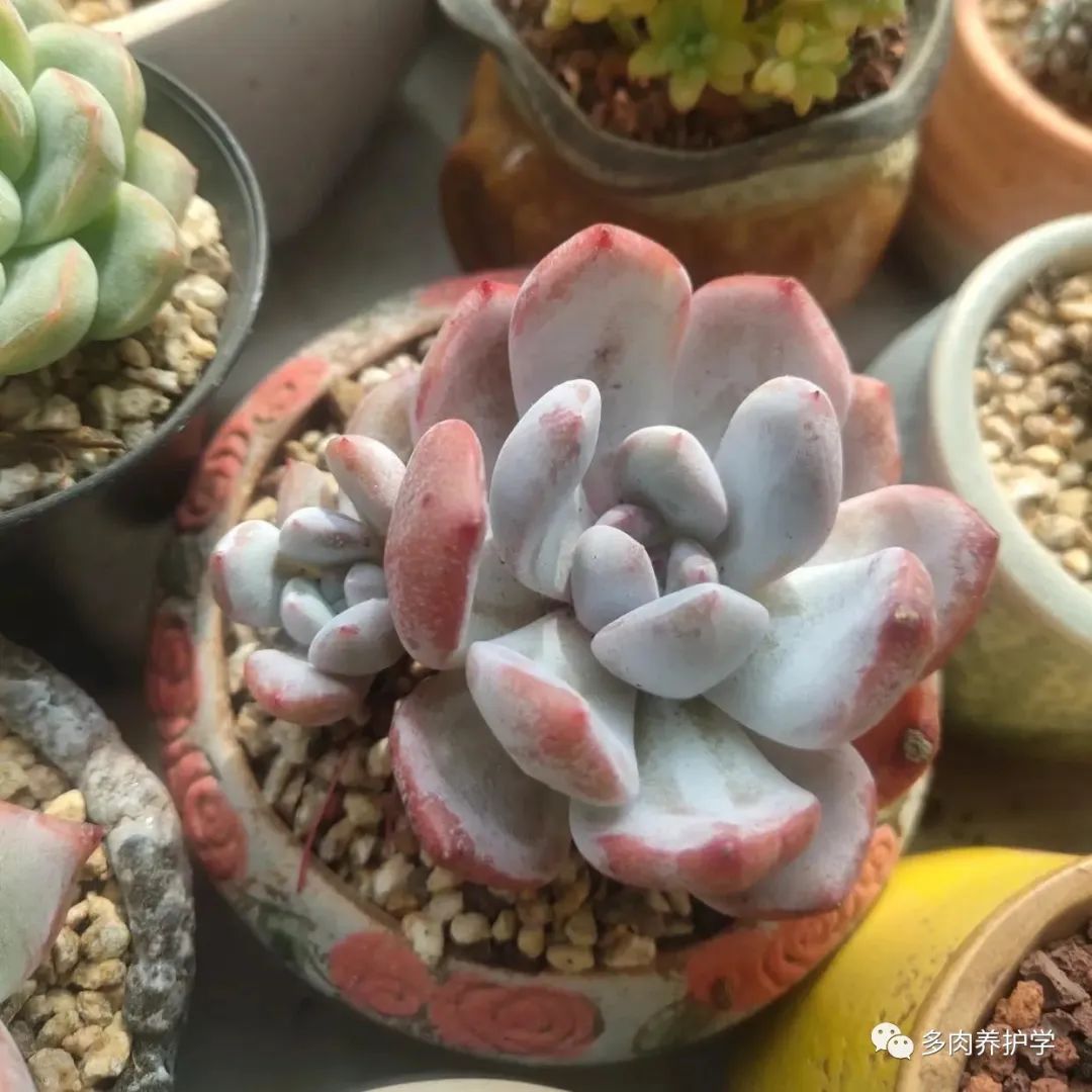多肉洛神的養殖方法和注意事項_洛神多肉用什么盆_多肉洛神好養嗎