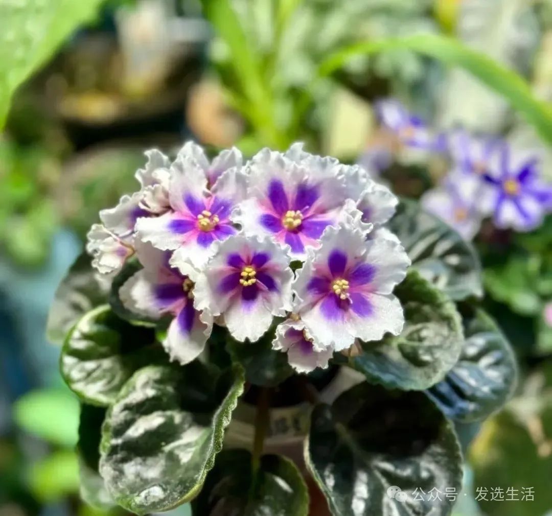 室內(nèi)植物耐陰_室內(nèi)耐陰綠植有哪些_綠植耐陰