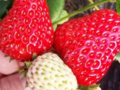 “手把手教你在家種草莓，8天發(fā)芽，3個(gè)月花多數(shù)不清，草莓摘不停”