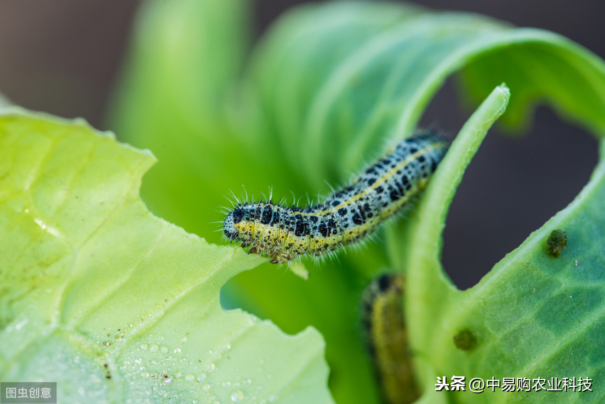 農藥吃死人這個責任怪誰的_吃農藥死的功效_吃什么農藥死的快