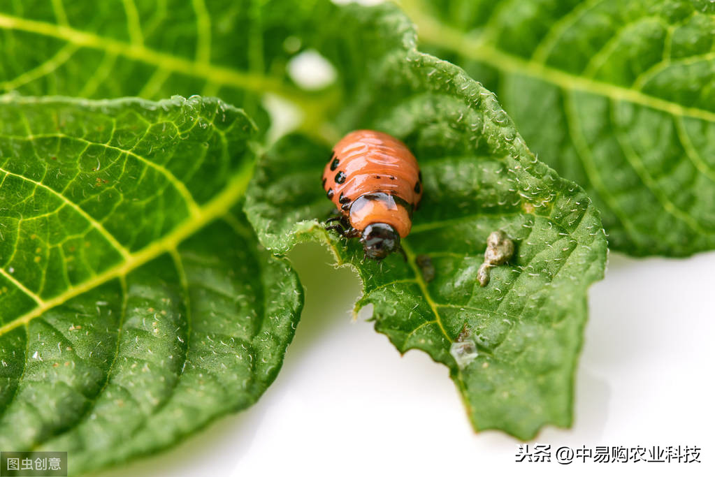 吃農藥死的功效_農藥吃死人這個責任怪誰的_吃什么農藥死的快