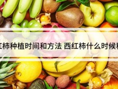 “西紅柿種植時(shí)間和方法