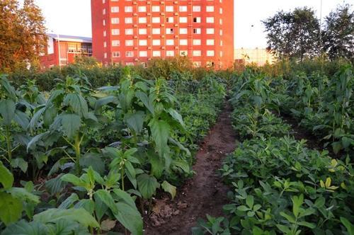 花生苗的種植方法_水培花生苗的種植方法_花生苗種植方法視頻