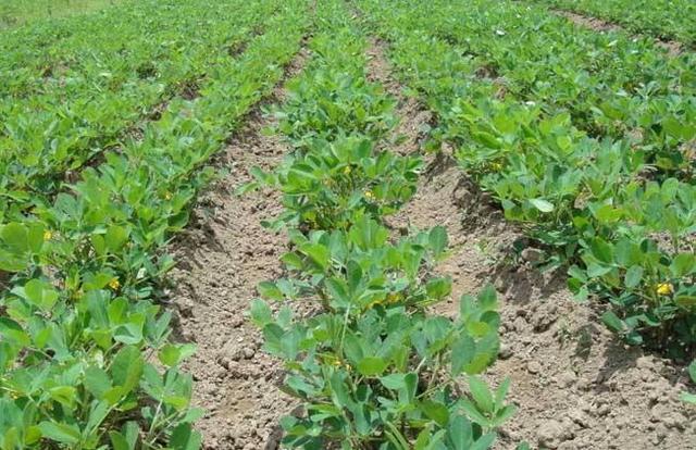 水培花生苗的種植方法_花生苗種植方法視頻_花生苗的種植方法